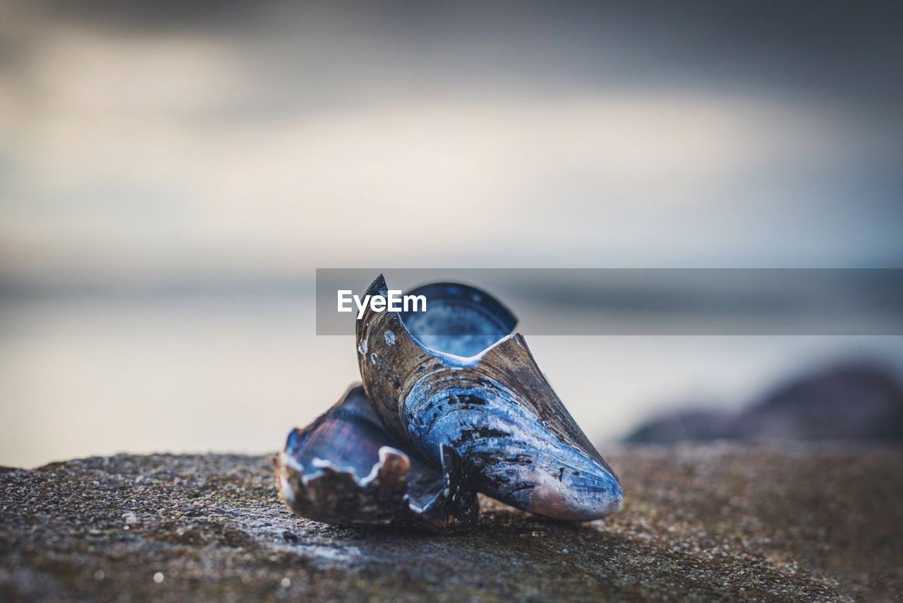 Close-up of seashell on rock at beach