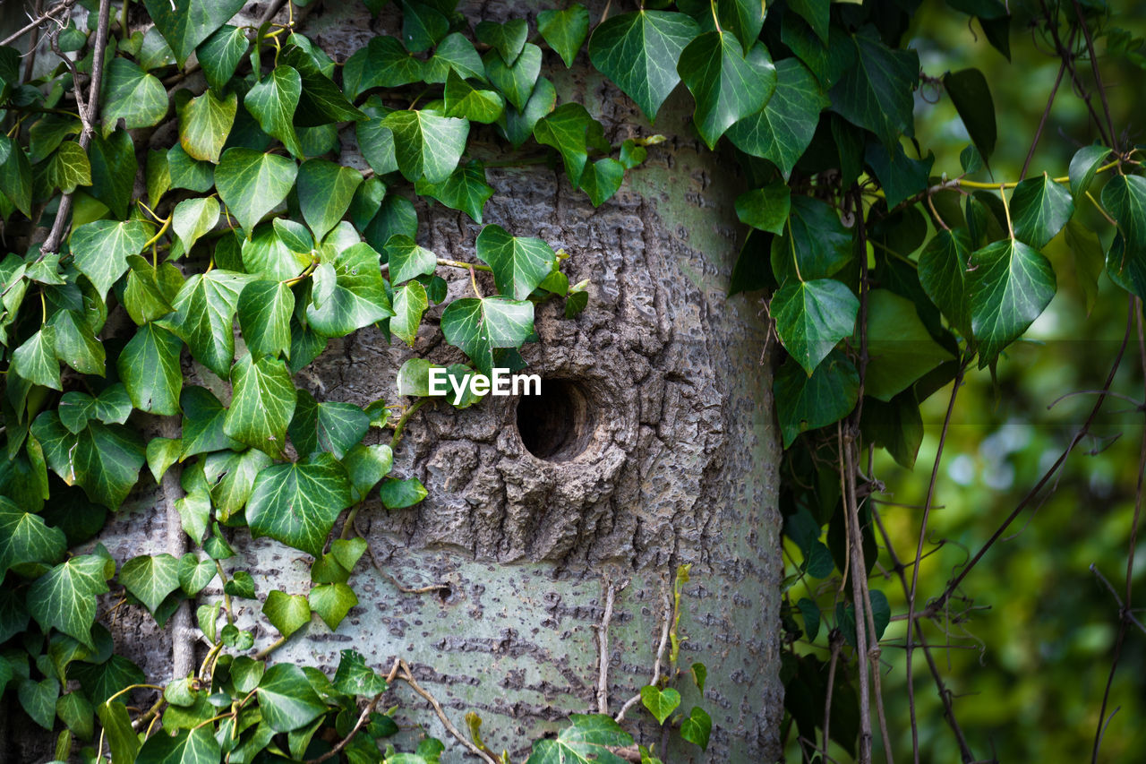 Close-up of ivy on tree trunk