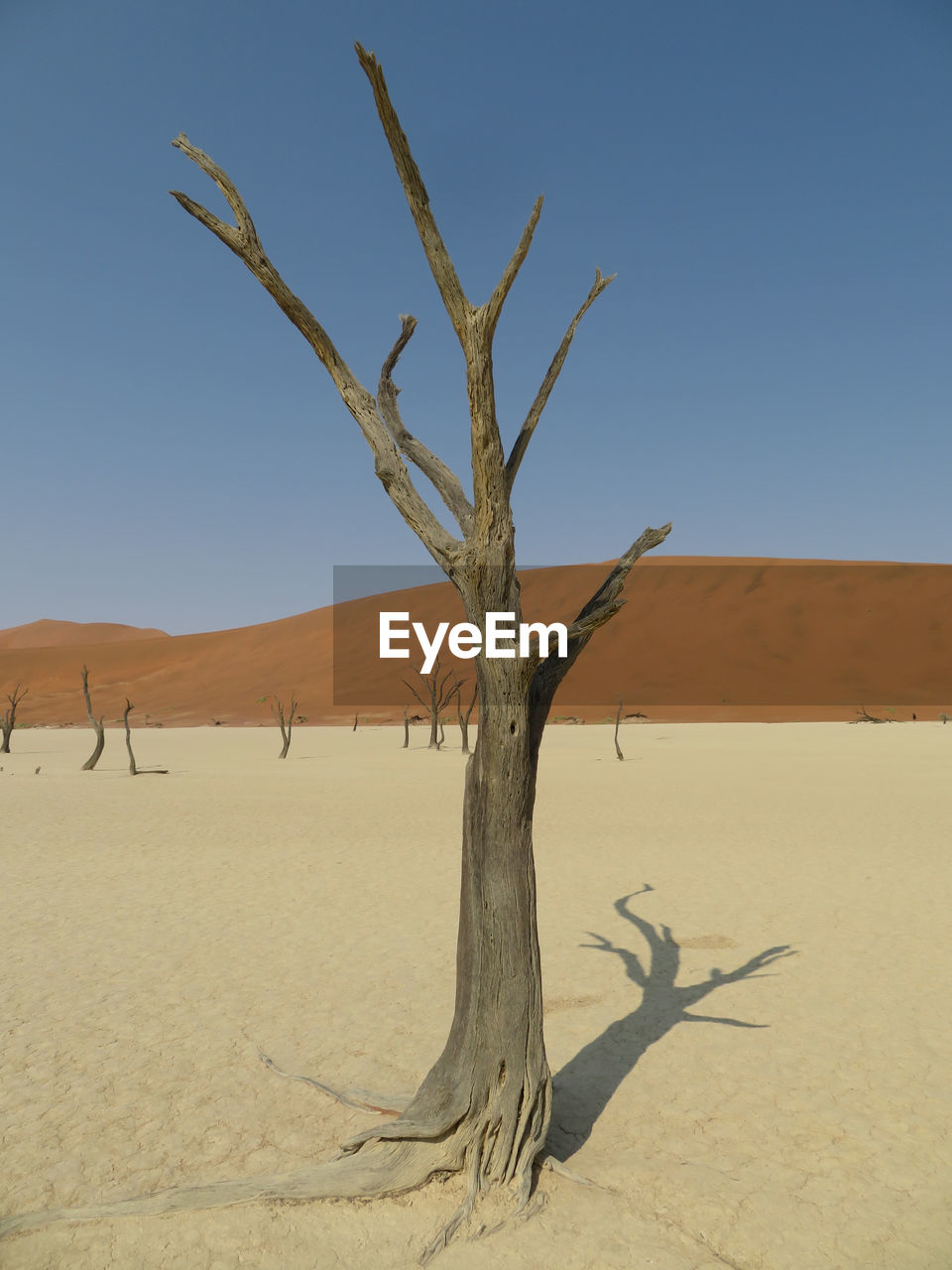 Dead tree in desert against clear sky - sossusvlei namib desert