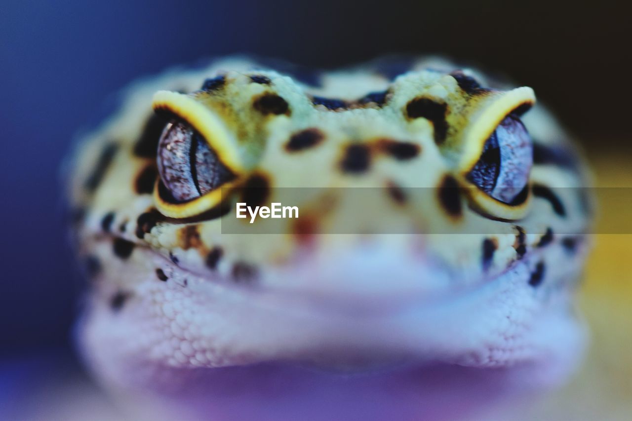 EXTREME CLOSE-UP OF A TURTLE