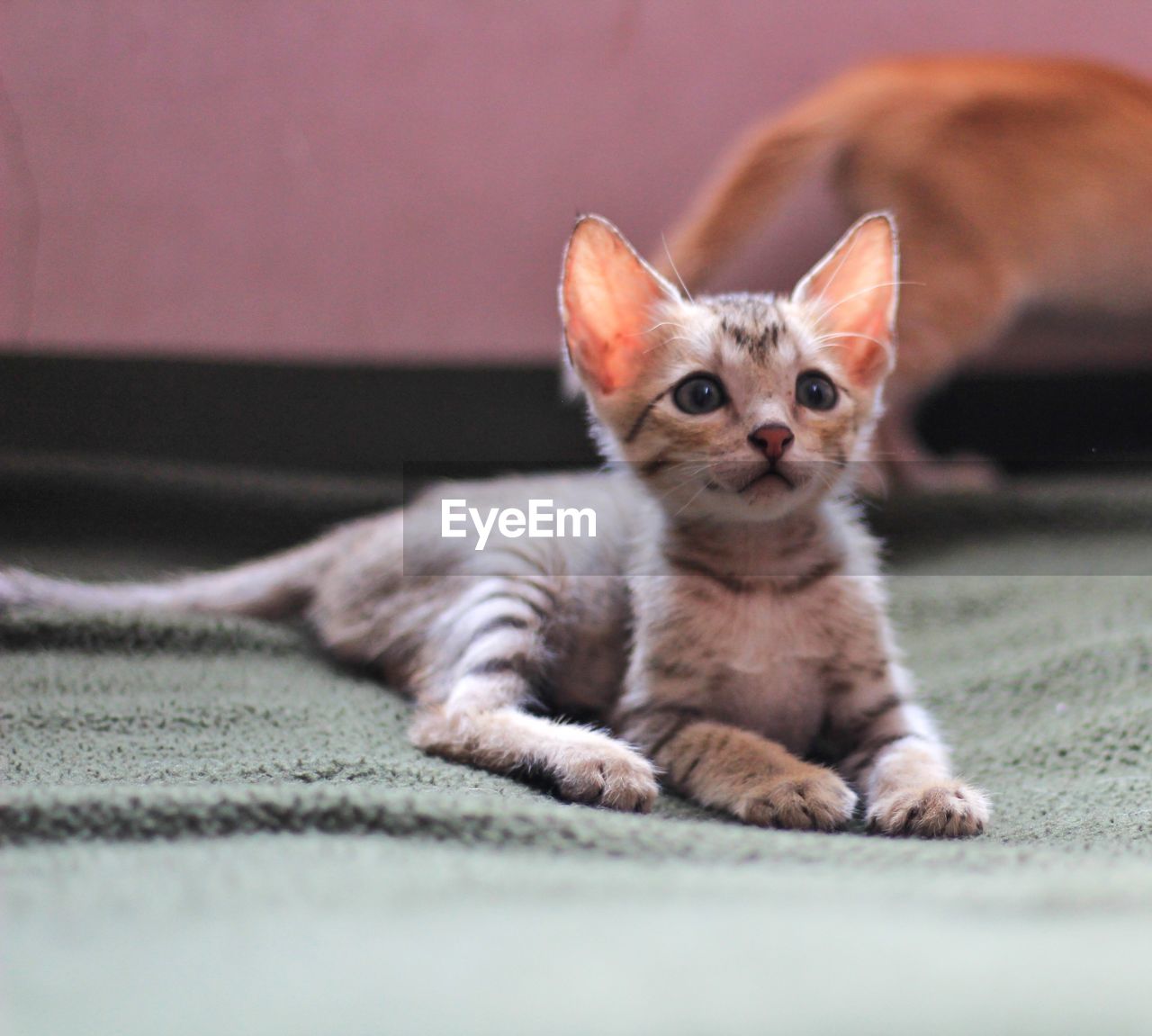 CLOSE-UP PORTRAIT OF KITTEN