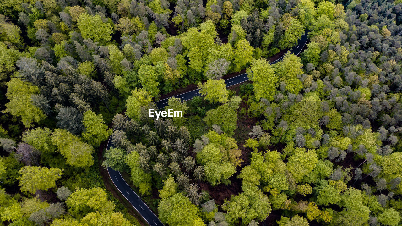 High angle view of road amidst trees in forest