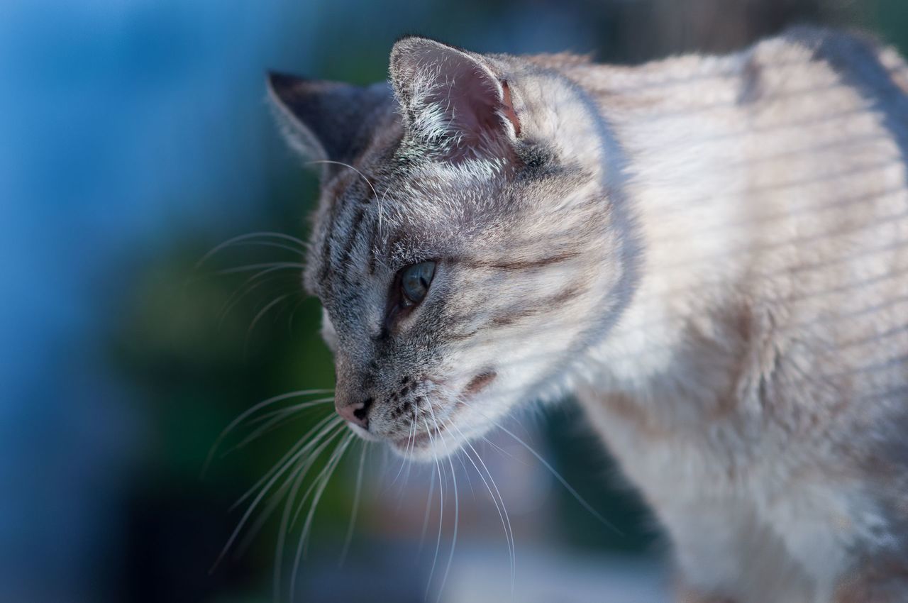 Close-up of cat