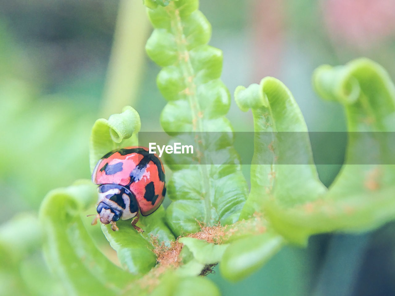 CLOSE UP OF LADYBUG ON LEAF