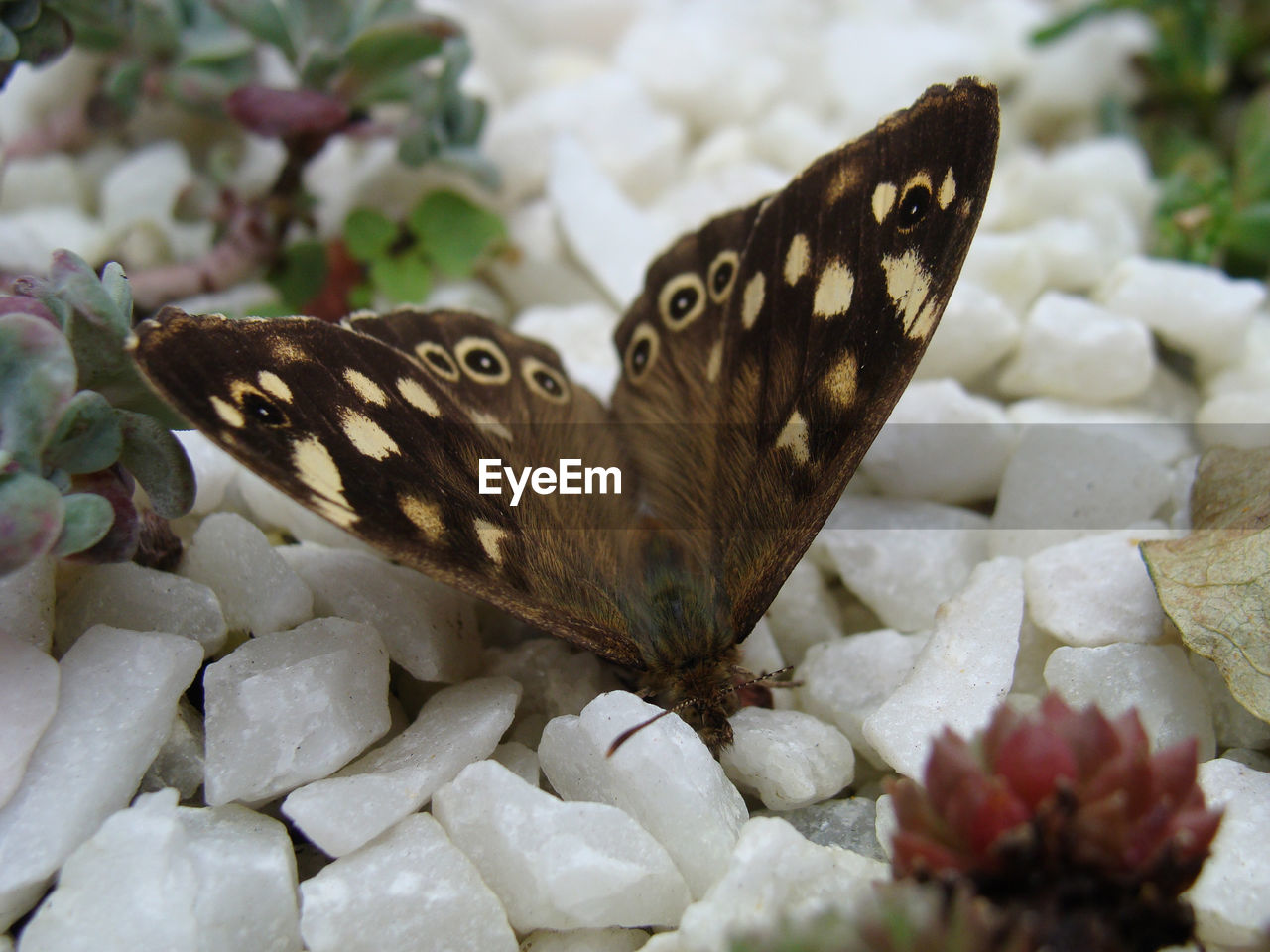 High angle view of brown moth on pebbles