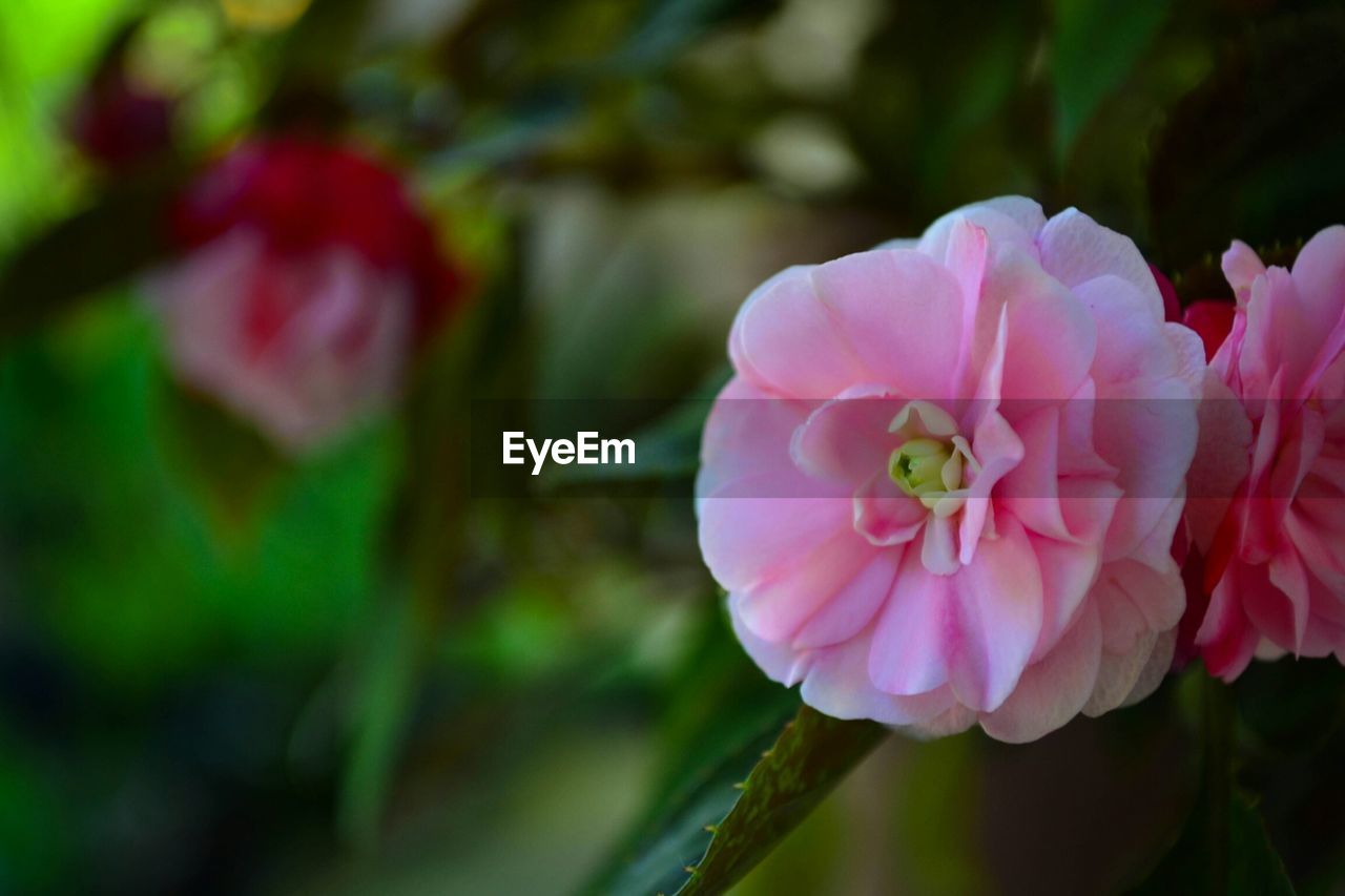 CLOSE-UP OF PINK FLOWERS BLOOMING