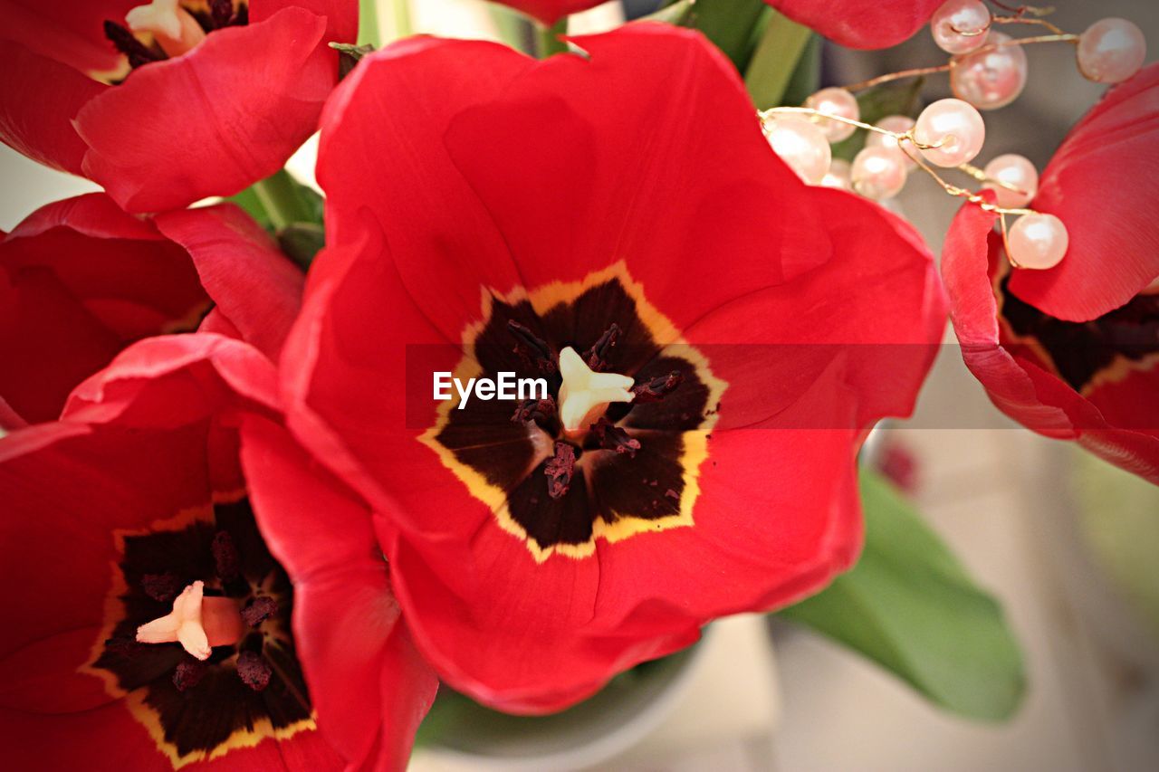 FULL FRAME SHOT OF RED ROSES
