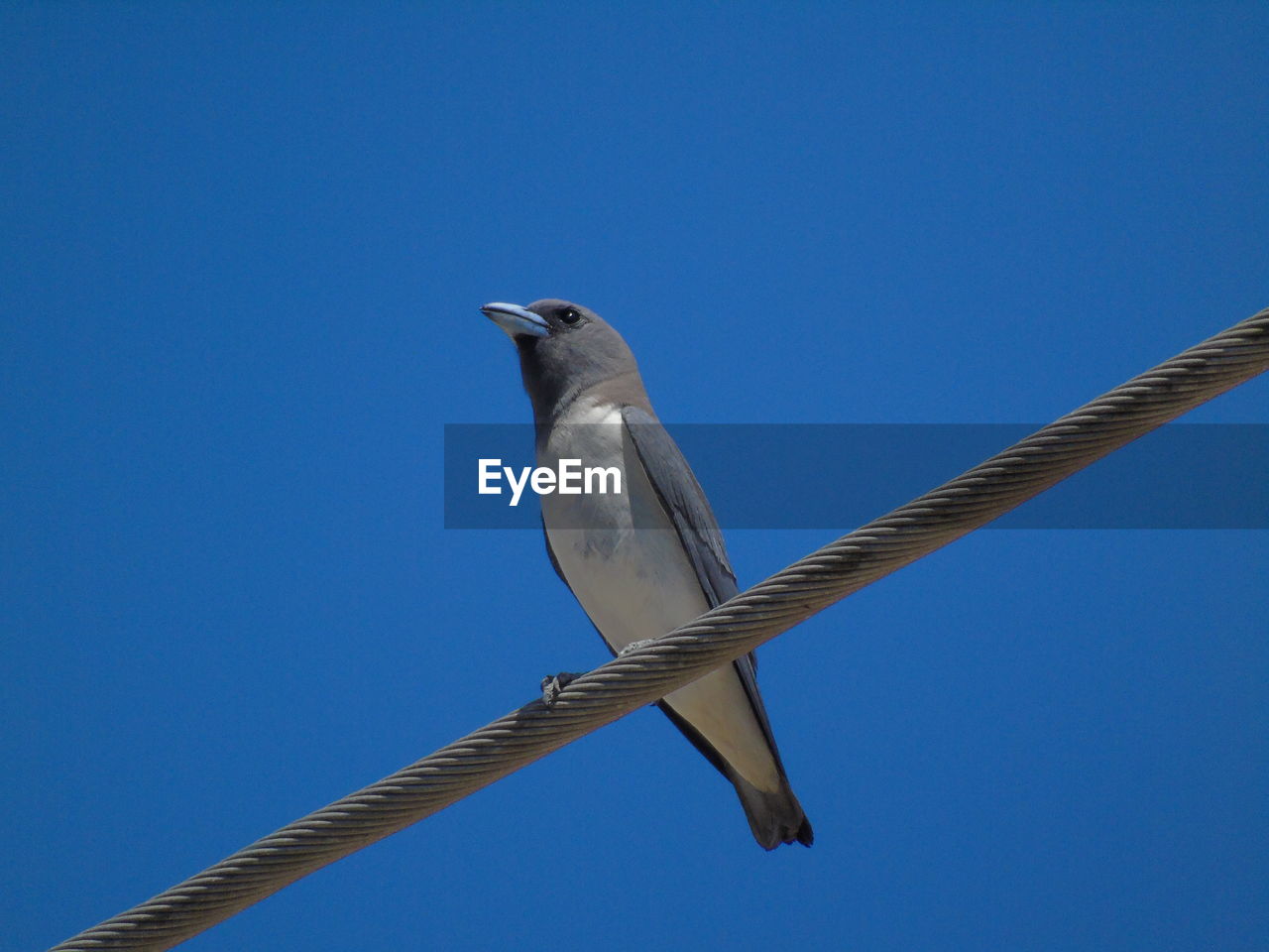 LOW ANGLE VIEW OF BIRD PERCHING ON METAL AGAINST SKY