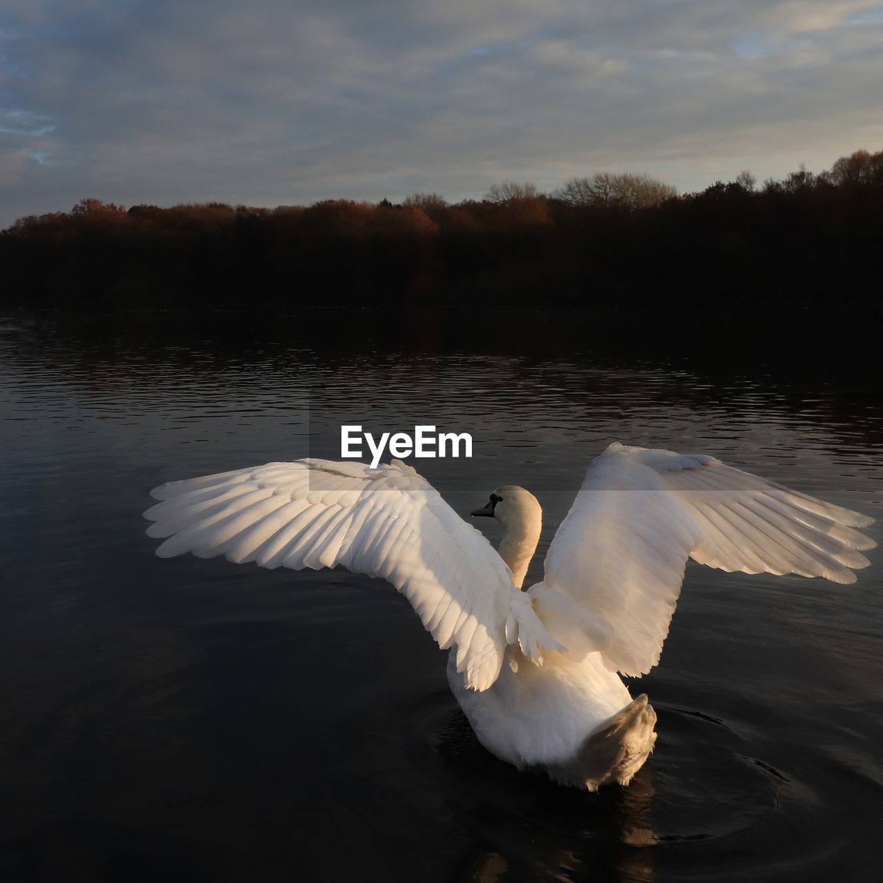 SWAN FLOATING ON LAKE