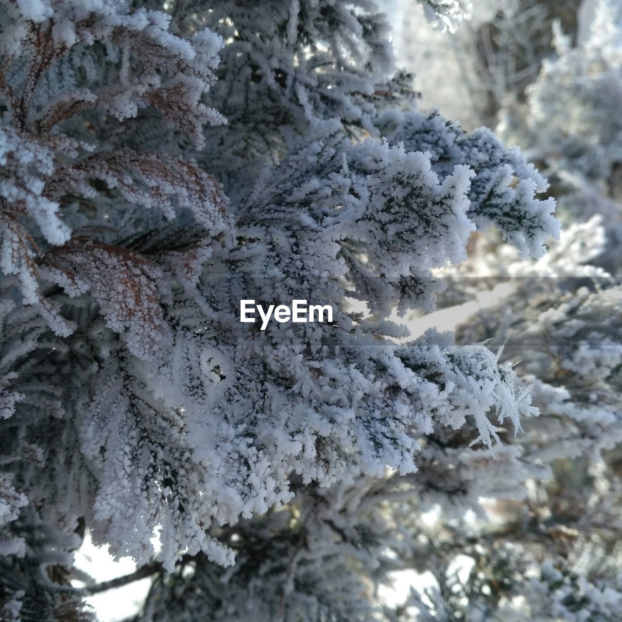 CLOSE-UP OF SNOW ON TREE