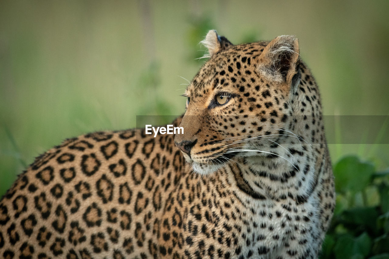 Close-up of leopard in forest