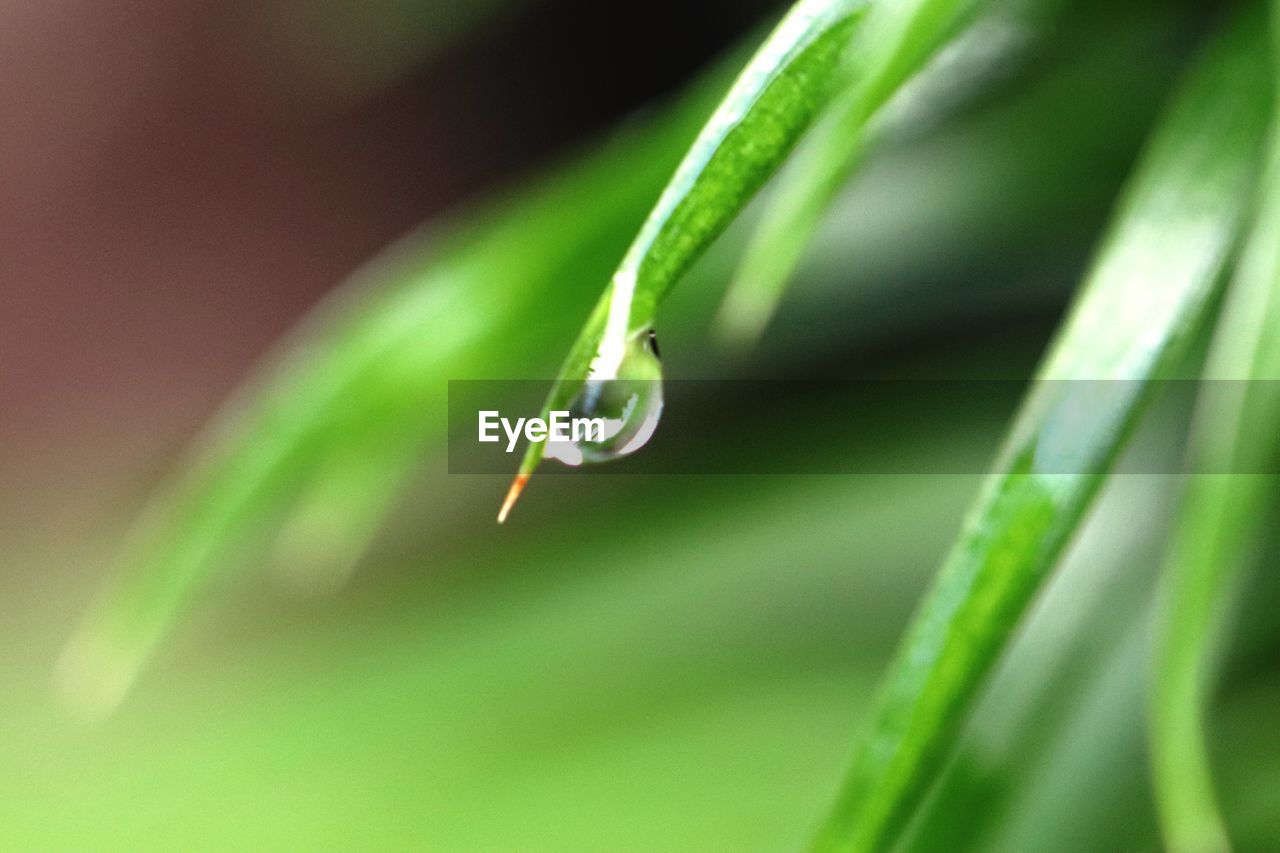 CLOSE-UP OF WATER DROPS ON LEAF