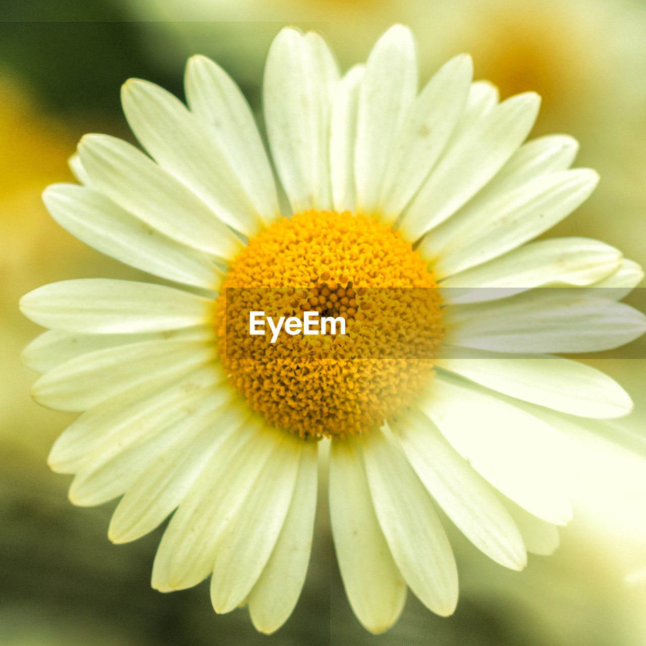 Close-up of yellow flower blooming outdoors