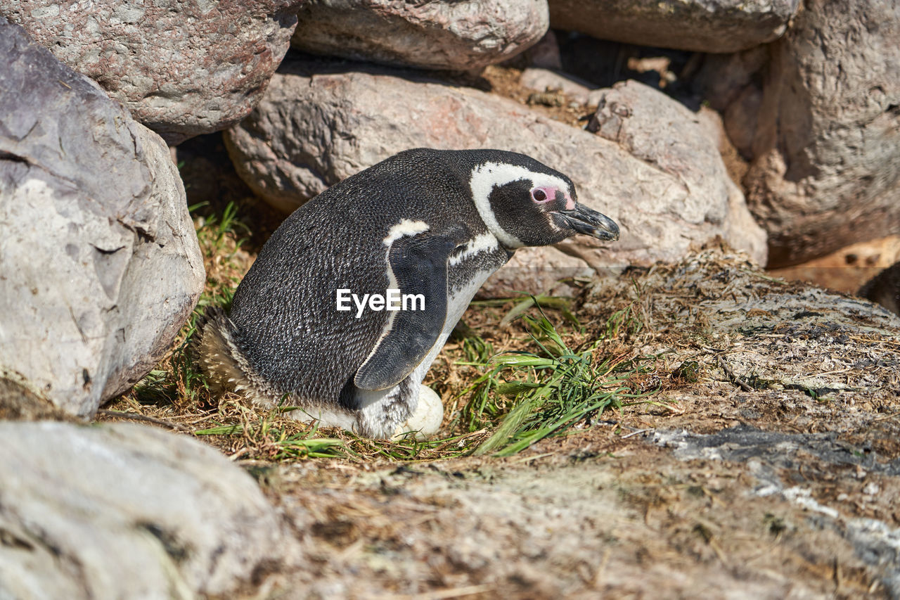 Spheniscus magellanicus, magellanic penguin in its nest hatching an egg on the rocky cliffs