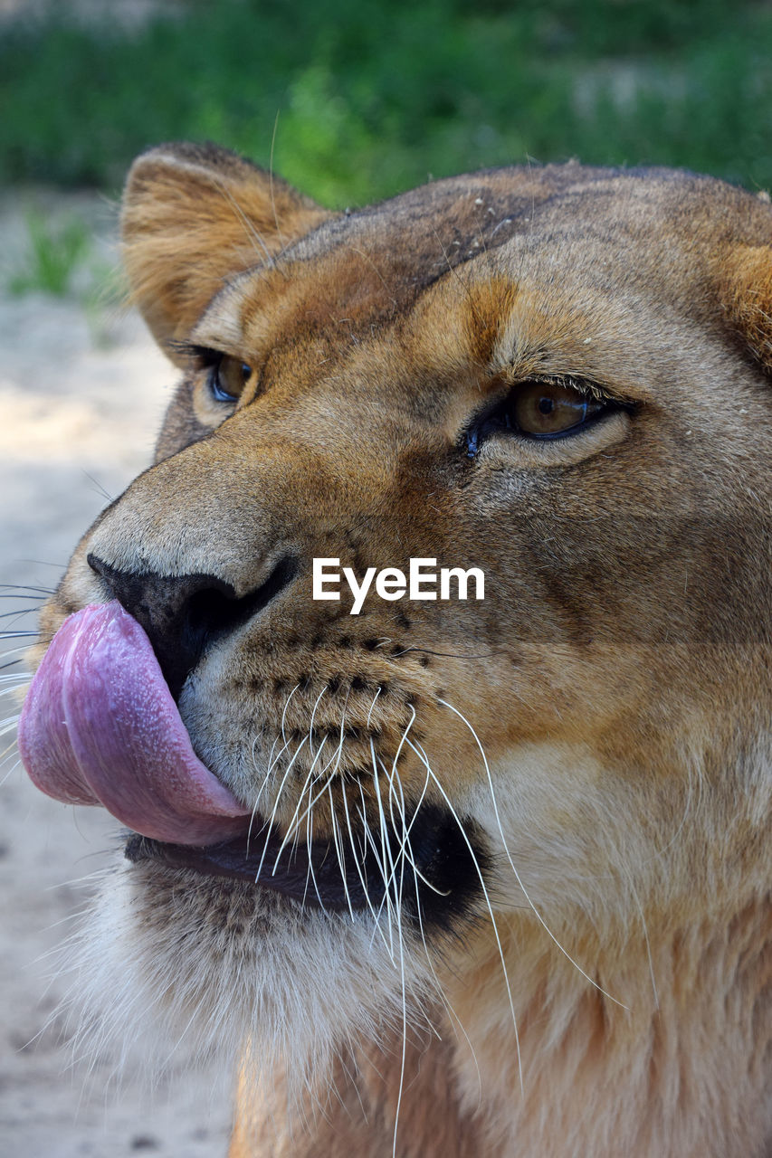 Close-up of lion licking nose at zoo