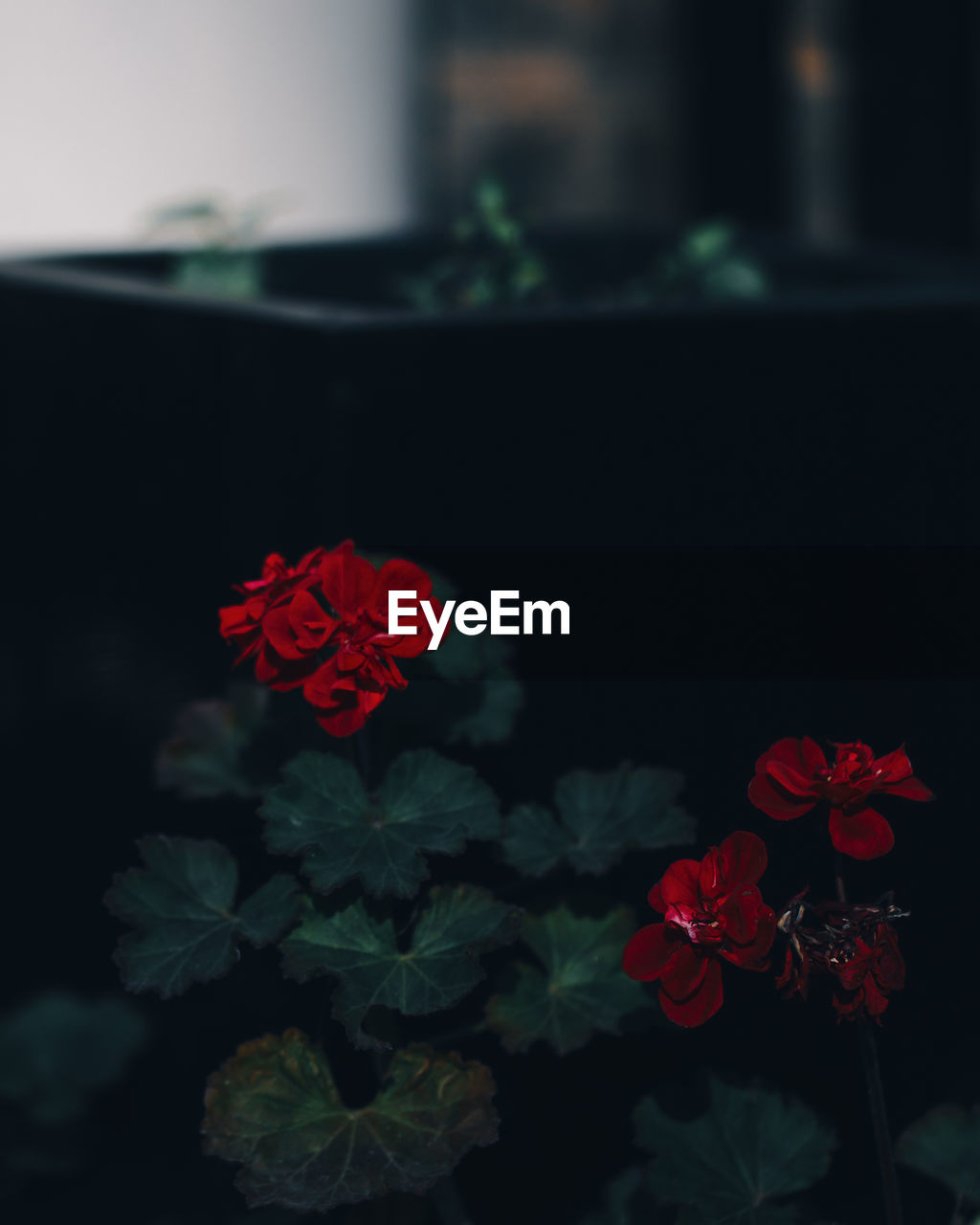 red, flower, plant, flowering plant, petal, nature, leaf, green, no people, beauty in nature, close-up, rose, indoors, freshness, love, plant part, emotion, focus on foreground, black, decoration, darkness, heart shape, flower head, positive emotion