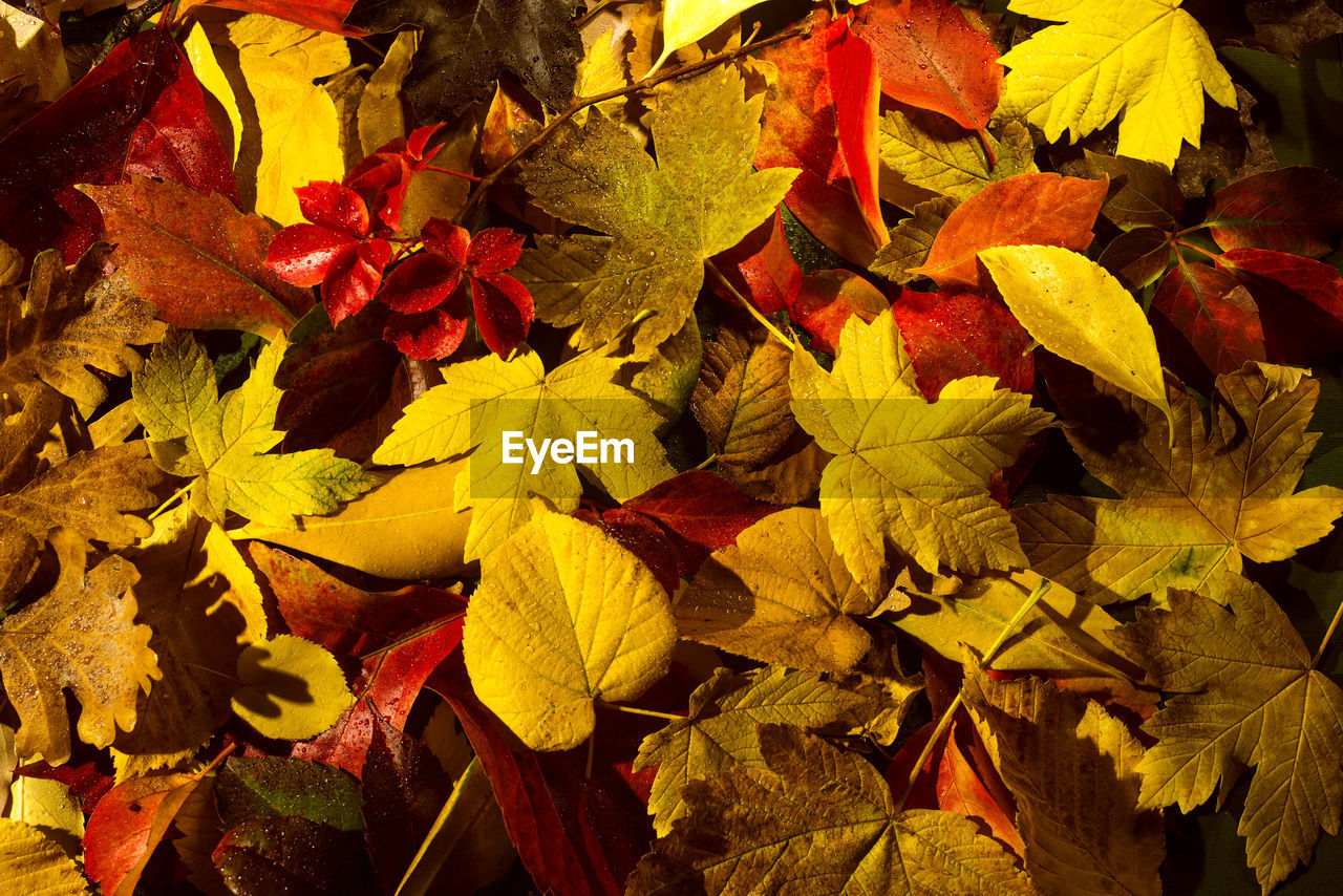 HIGH ANGLE VIEW OF MAPLE LEAVES ON PLANT