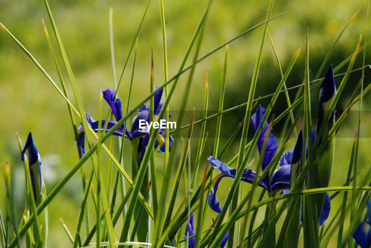 Close-up of purple flowering plants on field