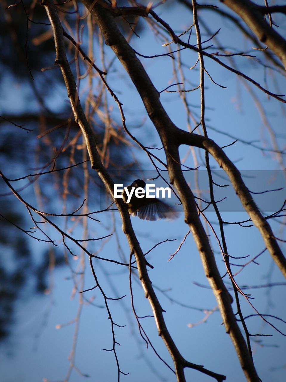 Low angle view of bird perching on tree against sky