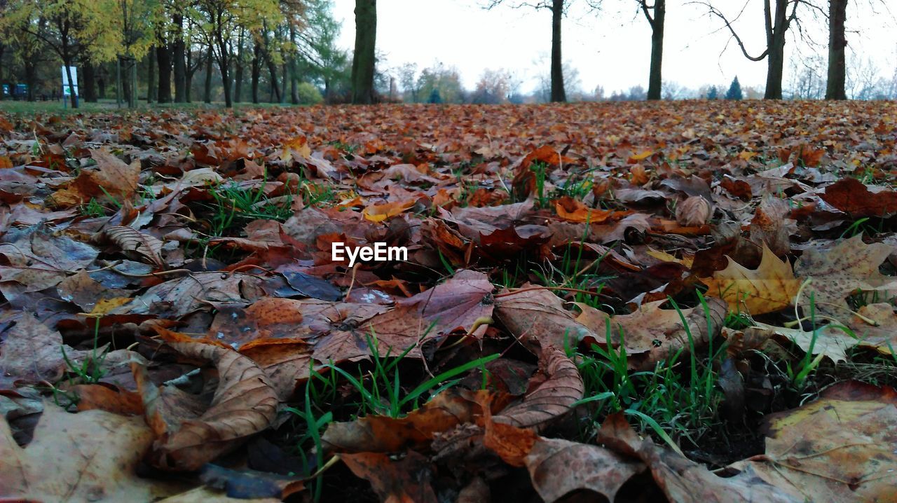 LEAVES ON FIELD DURING AUTUMN