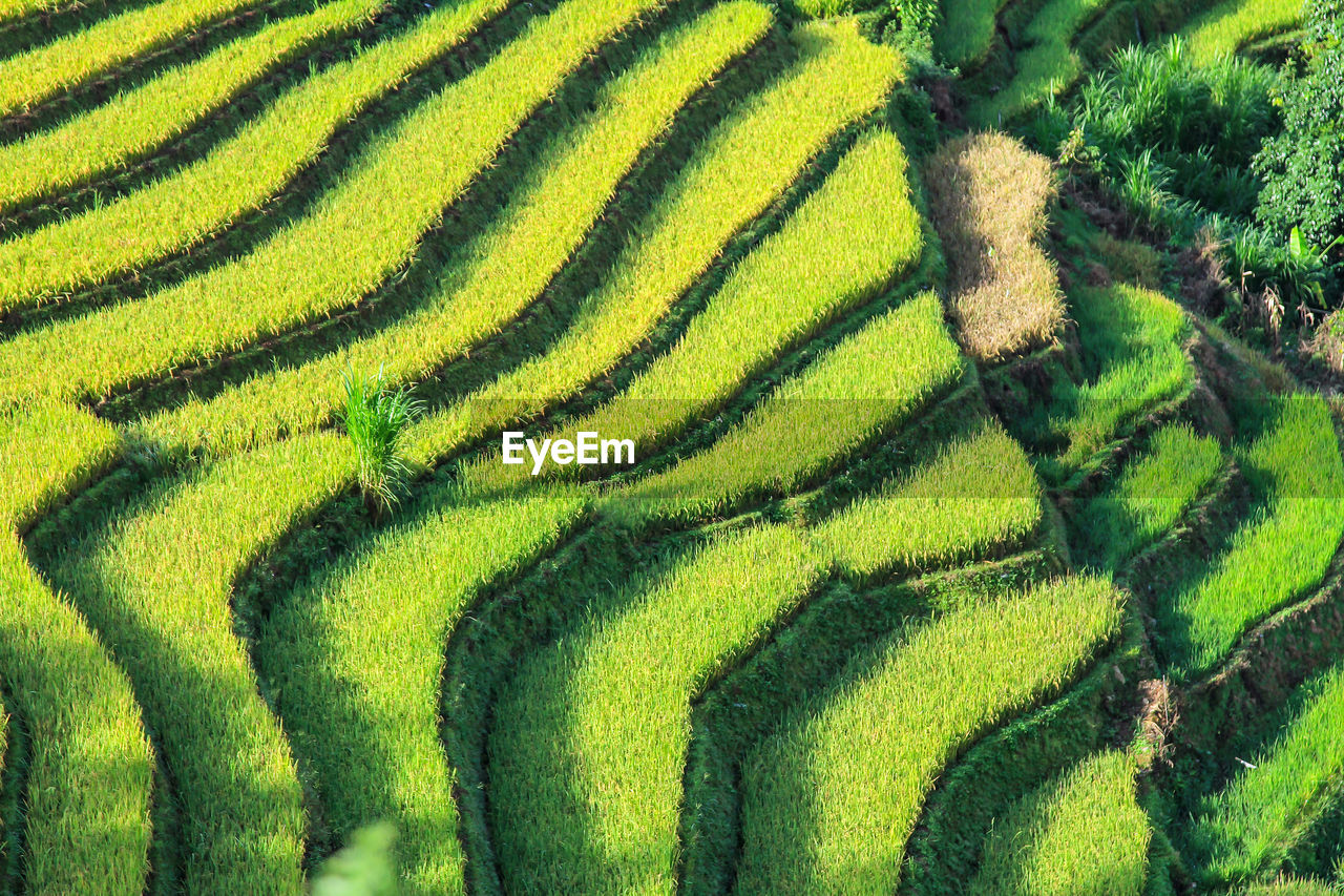 Full frame shot of green plants growing on field