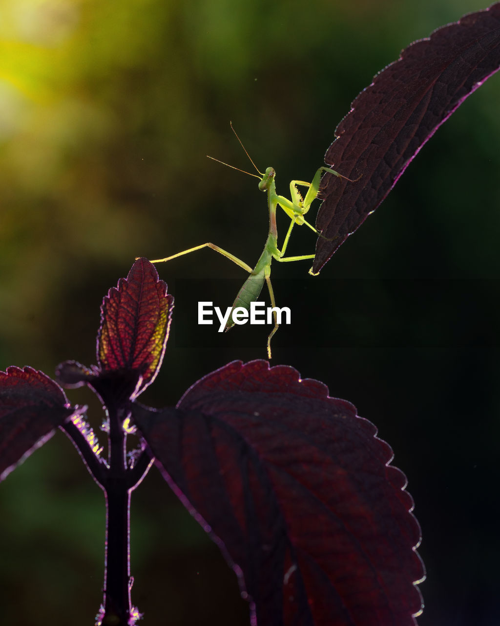 Close-up of insect on plant