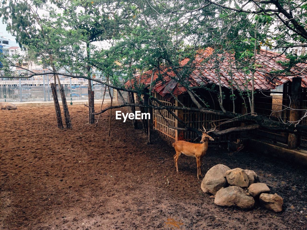 Full length of deer standing in zoo