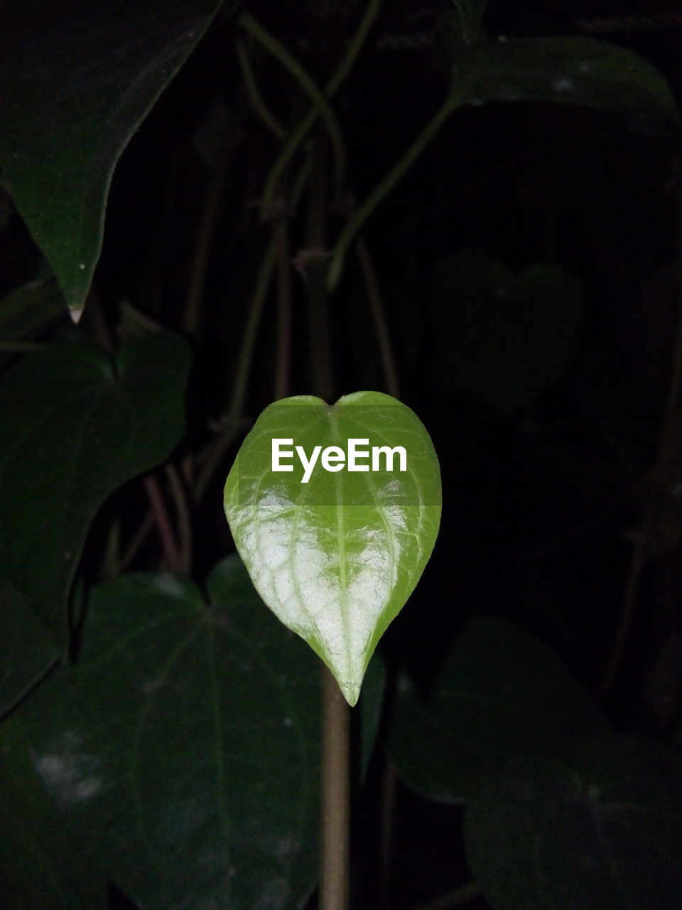 CLOSE-UP OF GREEN LEAVES