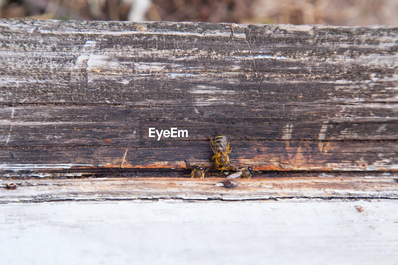 CLOSE-UP OF INSECT ON WOODEN LOG