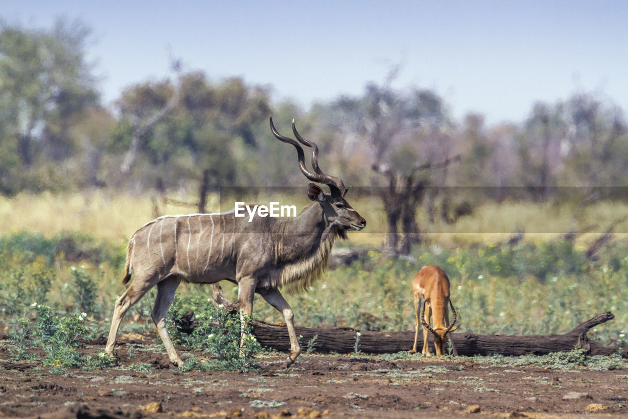 Deer walking on land in forest