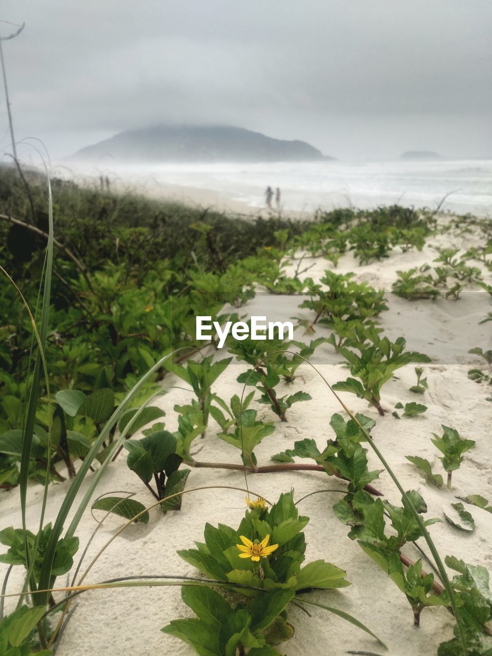 SCENIC VIEW OF FLOWERING PLANTS