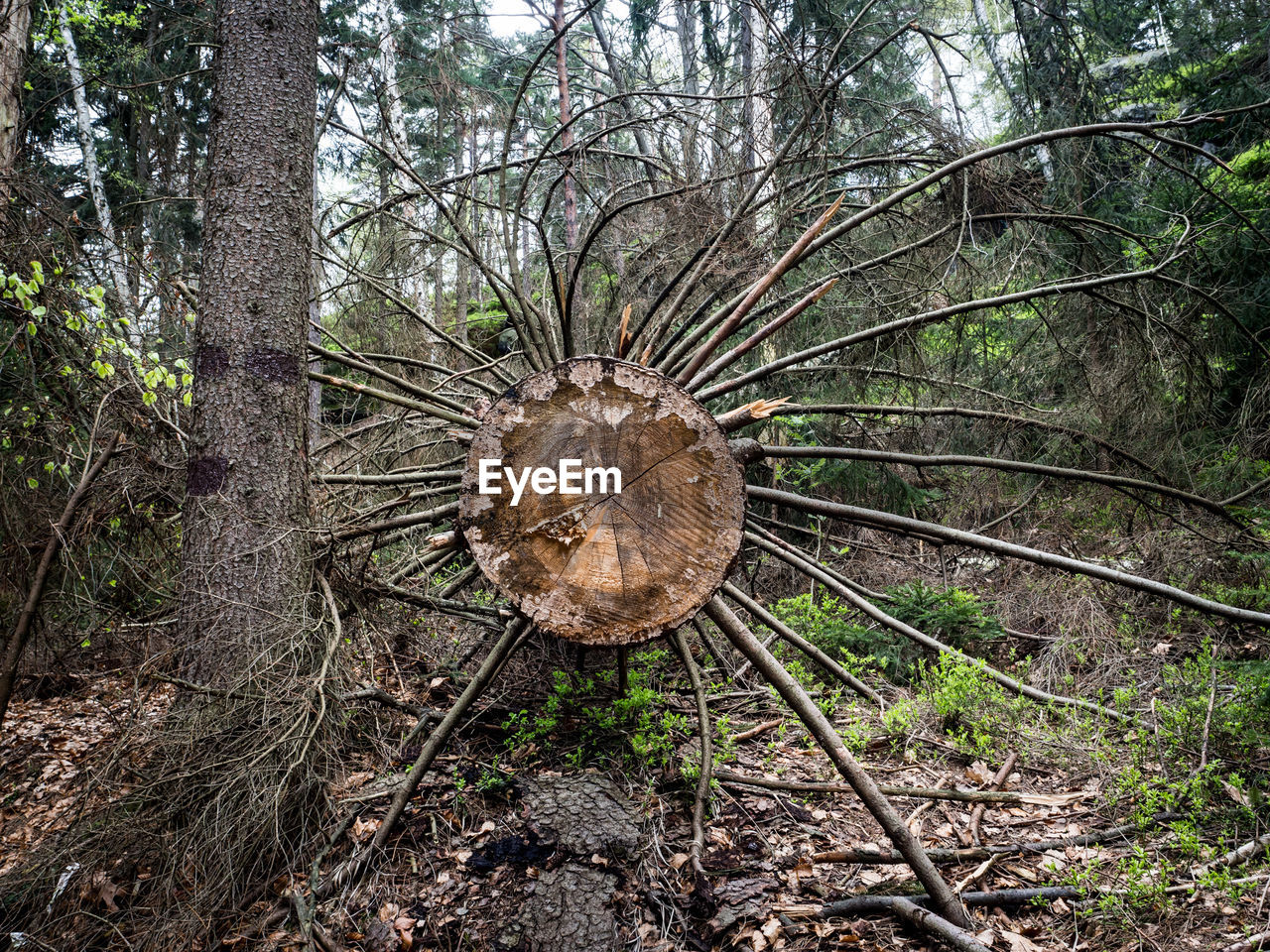 Fallen tree at forest