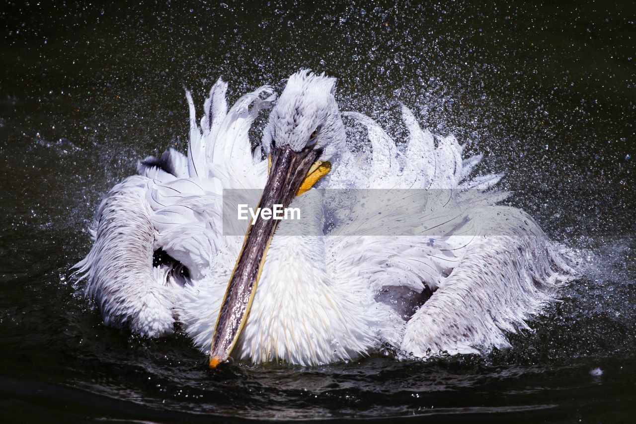 Bird swimming in lake