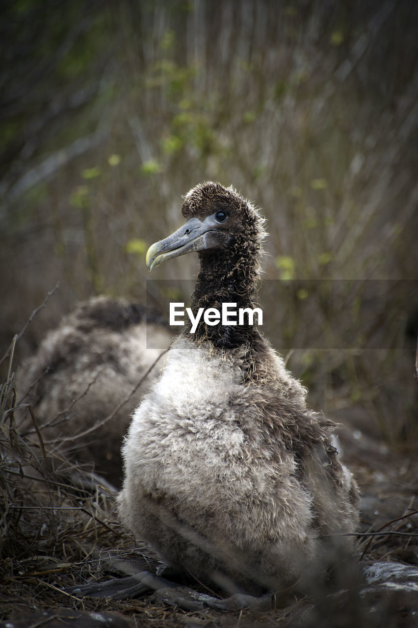 Close-up of young cormorant