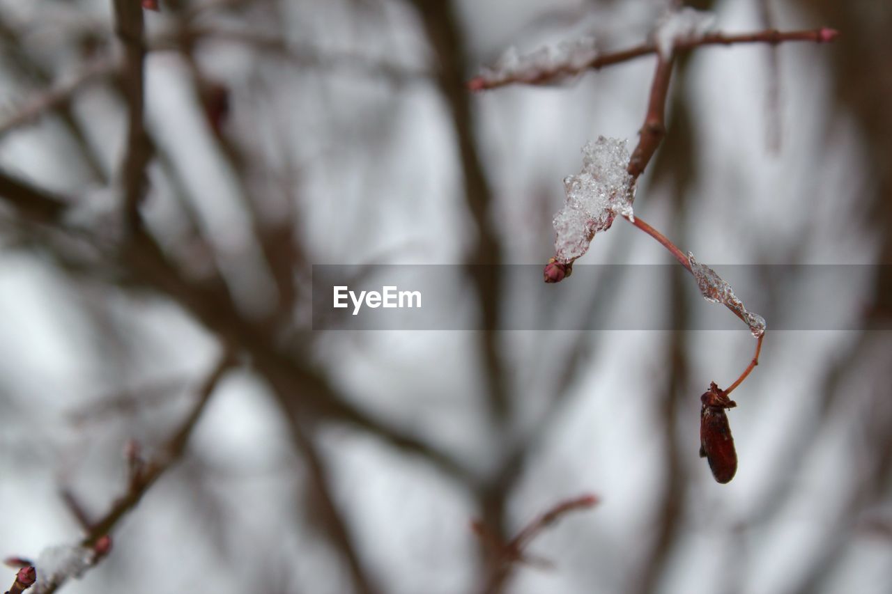 Close-up of snowed plant