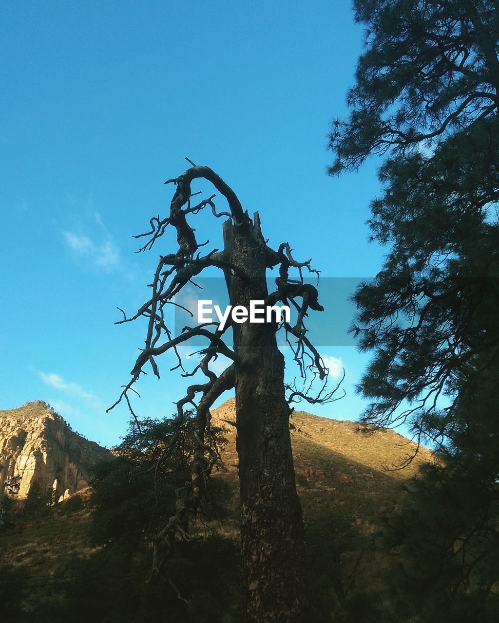 LOW ANGLE VIEW OF TREES ON LANDSCAPE AGAINST BLUE SKY