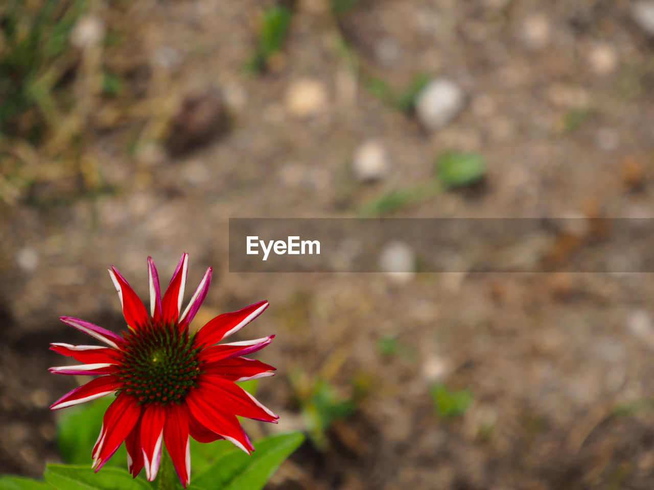 Close-up of red flower on field