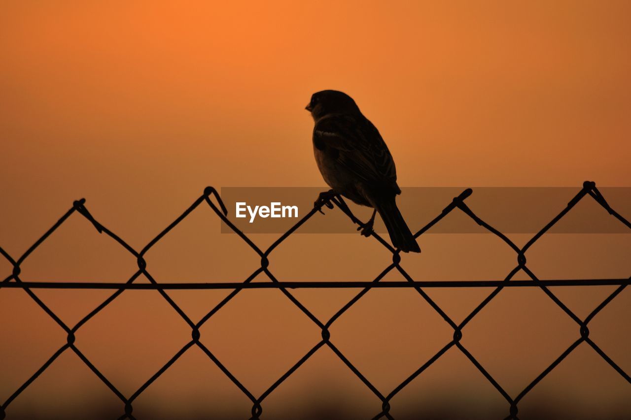 BIRD PERCHING ON FENCE AGAINST ORANGE SKY