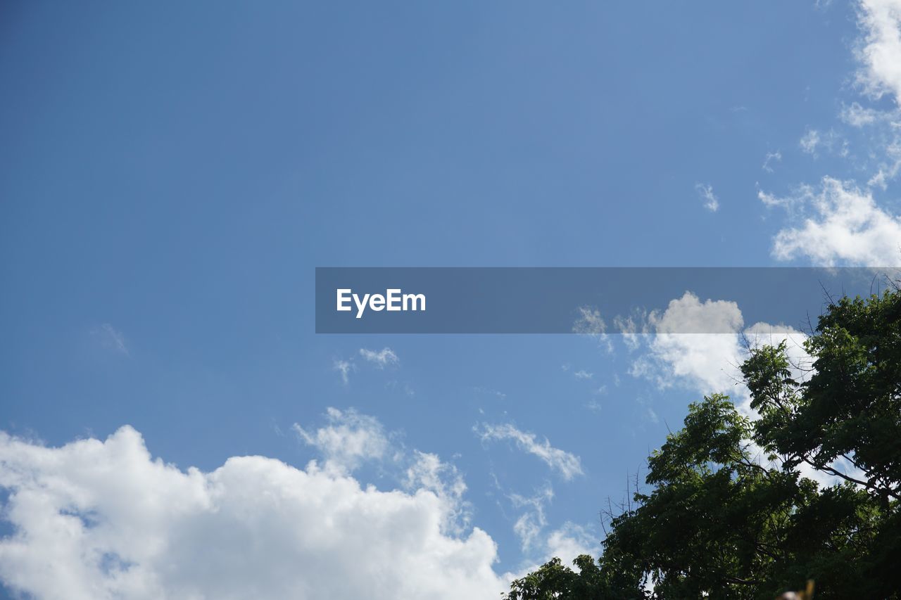 LOW ANGLE VIEW OF TREES AGAINST SKY