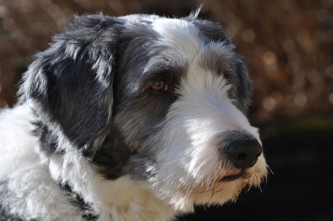 CLOSE-UP OF DOG LOOKING AWAY