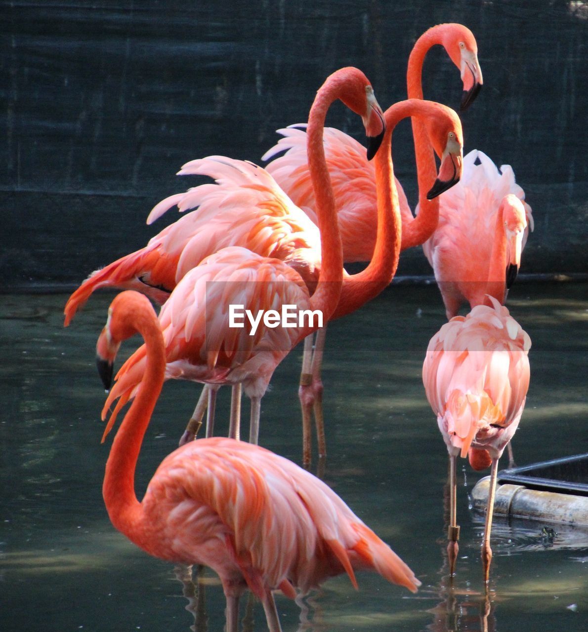 CLOSE-UP OF BIRDS BY WATER