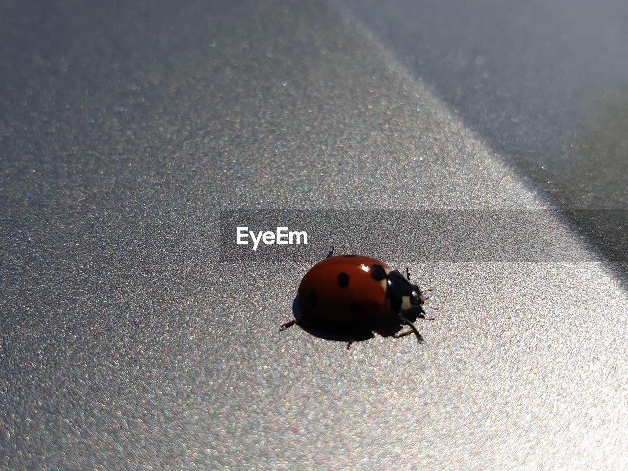 HIGH ANGLE VIEW OF LADYBUG ON BLACK