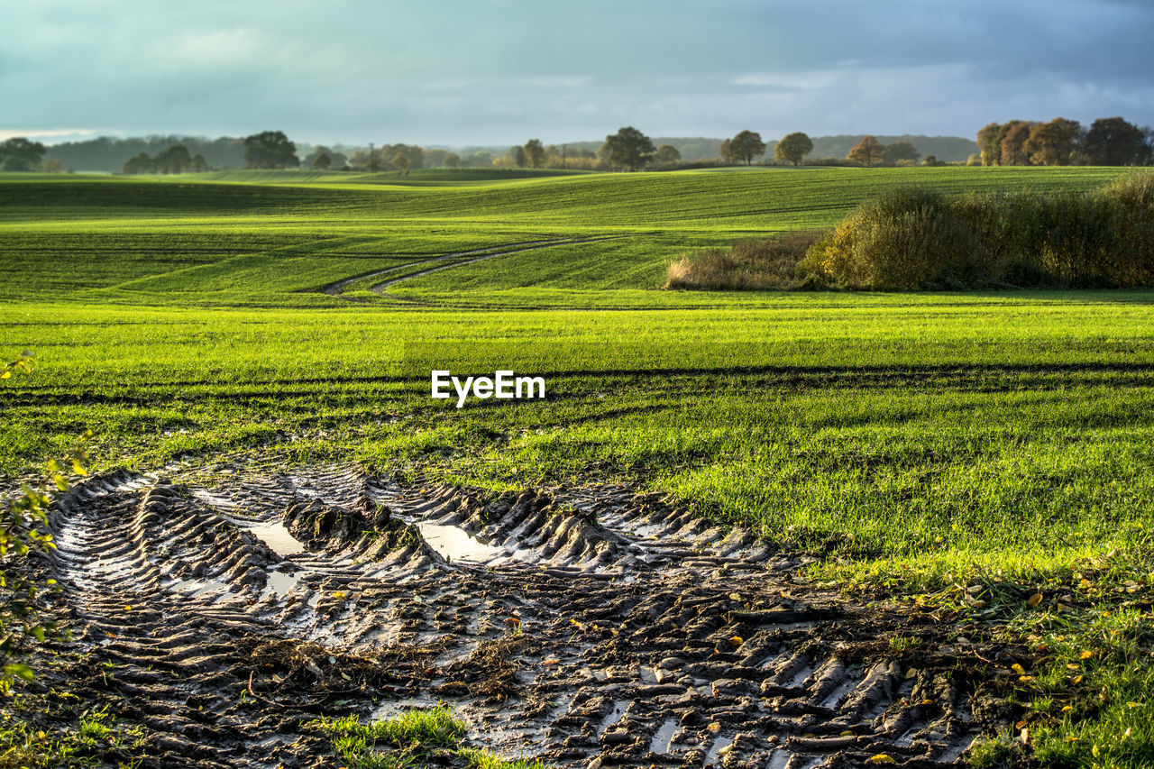 Scenic view of agricultural field against sky