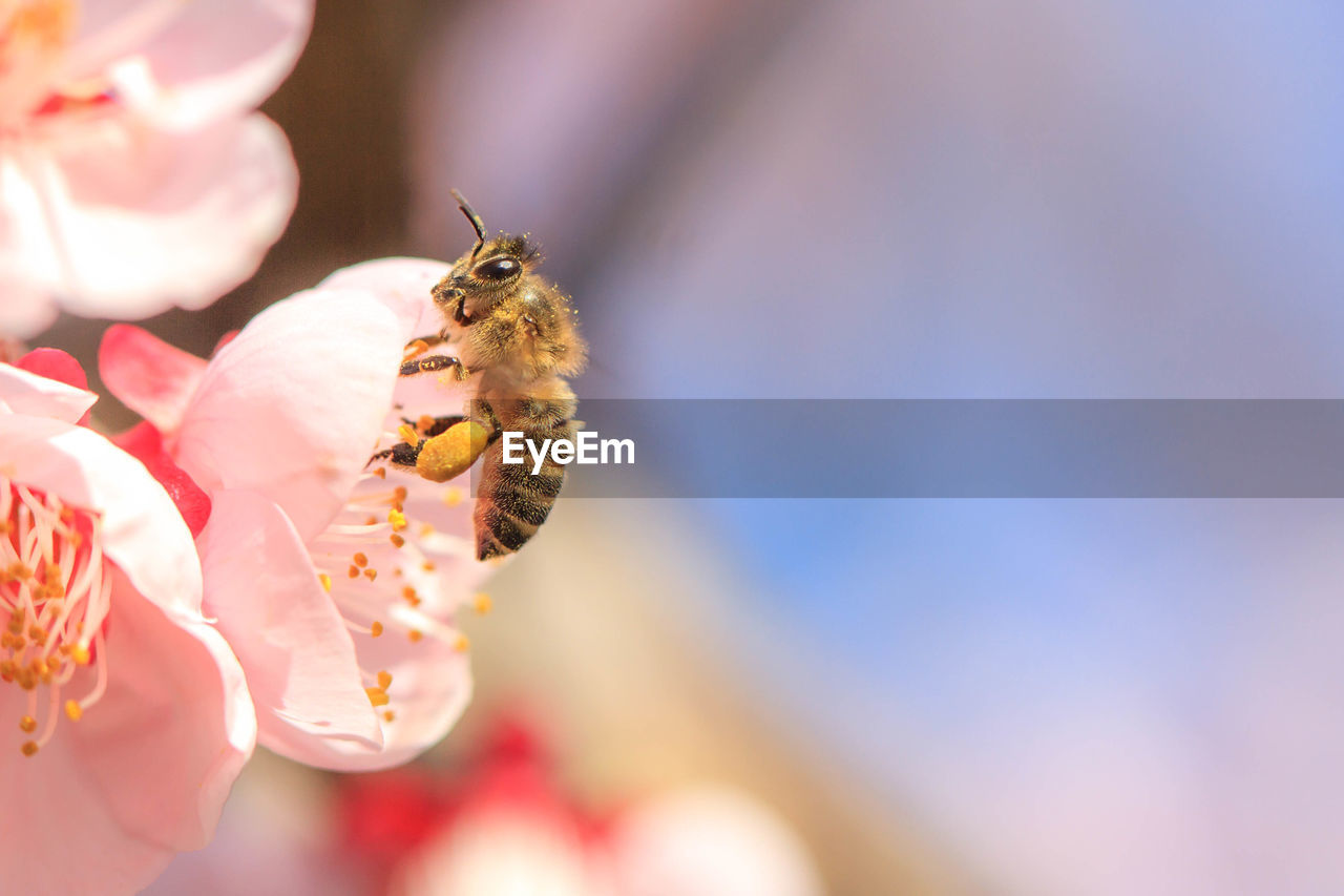 Close-up of bee pollinating on flower