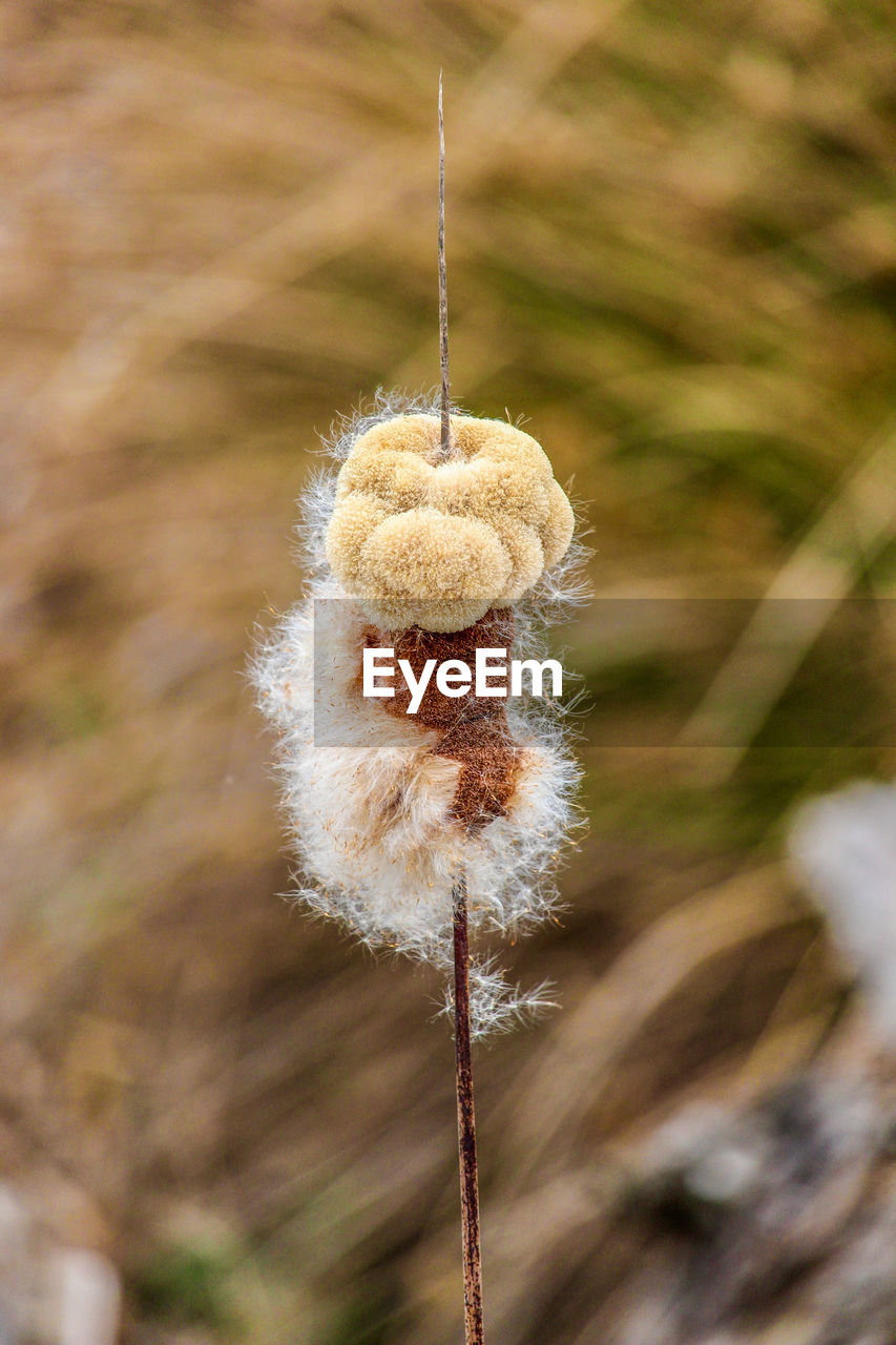 flower, plant, leaf, nature, focus on foreground, close-up, macro photography, autumn, no people, day, hanging, plant stem, grass, outdoors, beauty in nature, fragility, growth, branch, dandelion, softness, land, environment, brown