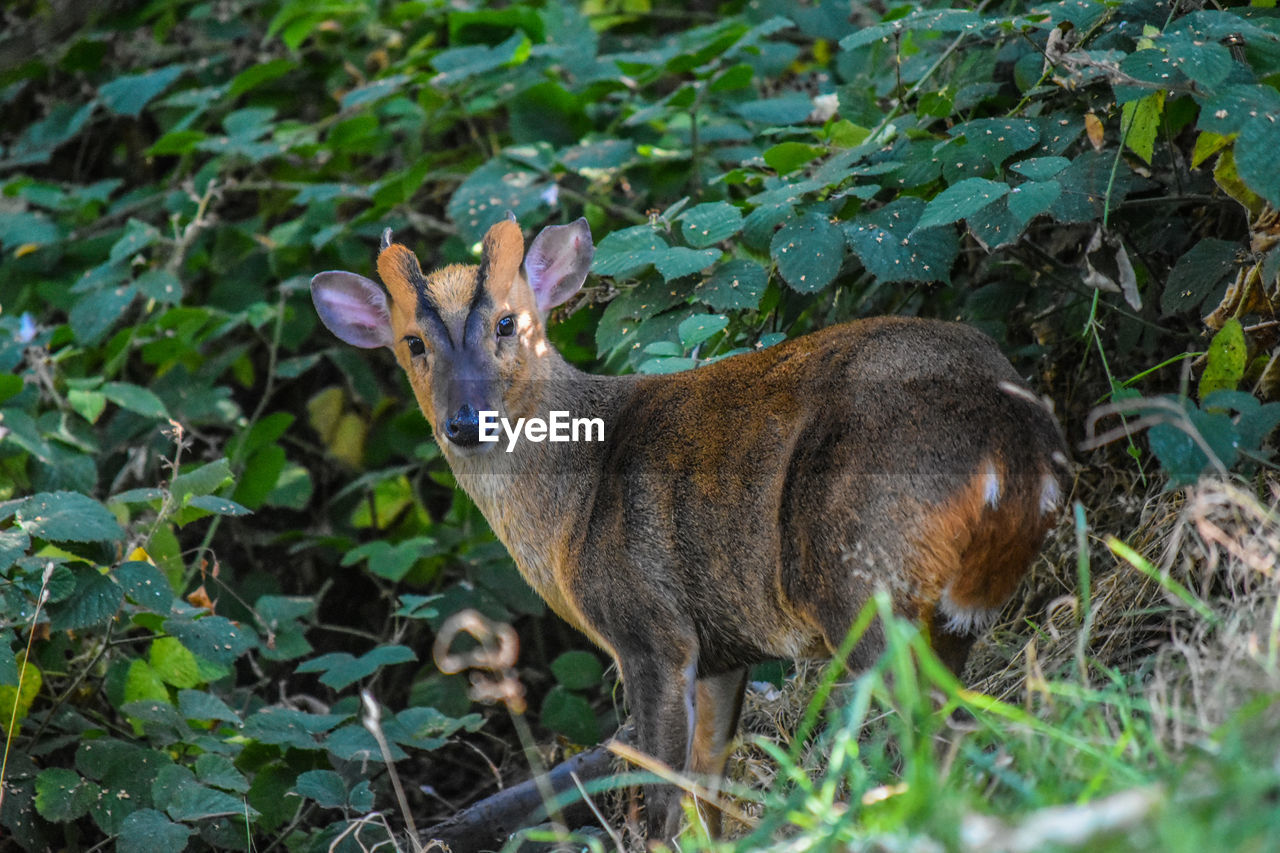 Portrait of deer on field