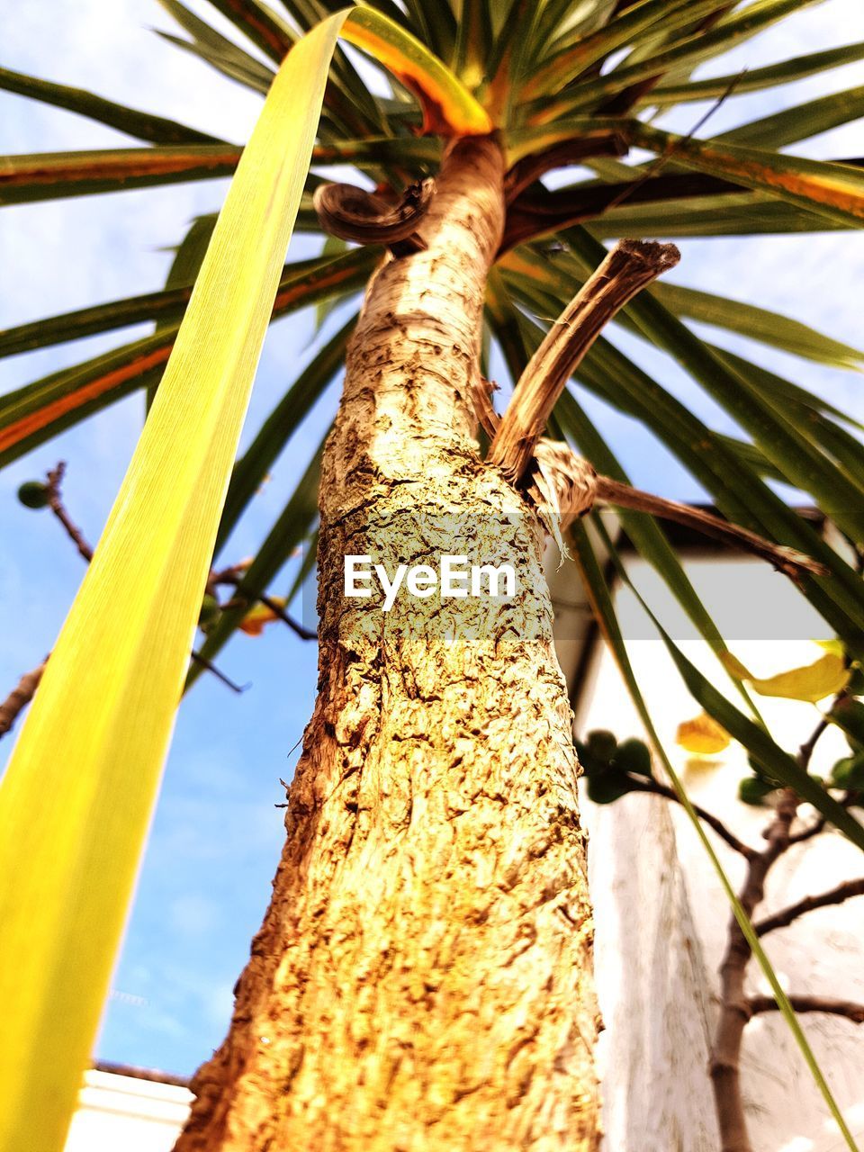 CLOSE-UP LOW ANGLE VIEW OF PALM TREE