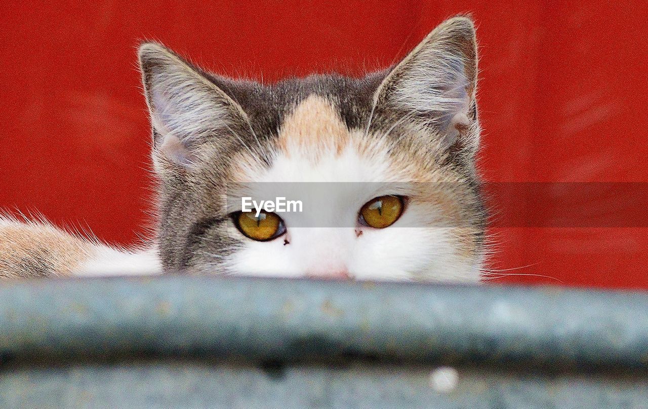 CLOSE-UP PORTRAIT OF A CAT WITH RED EYES