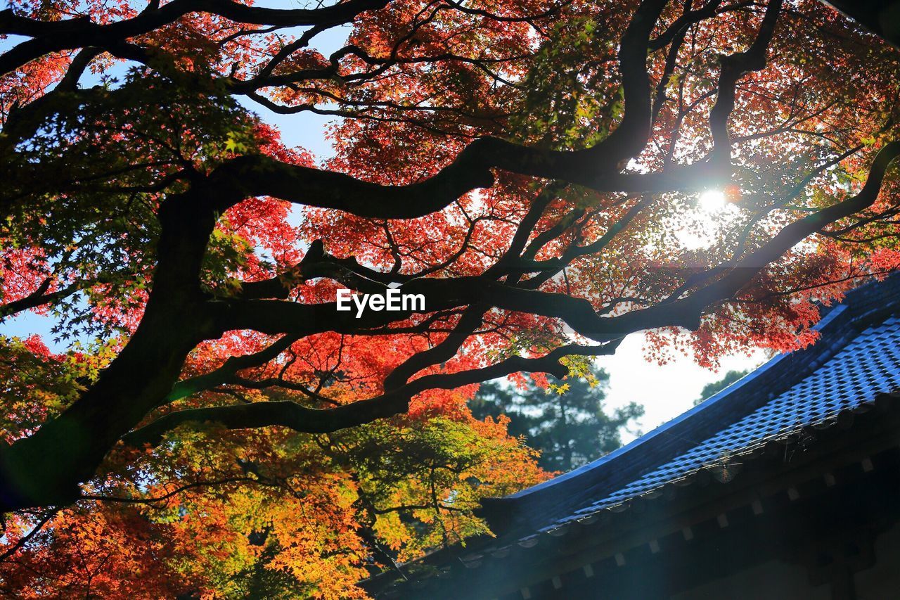 Low angle view tree by temple during autumn