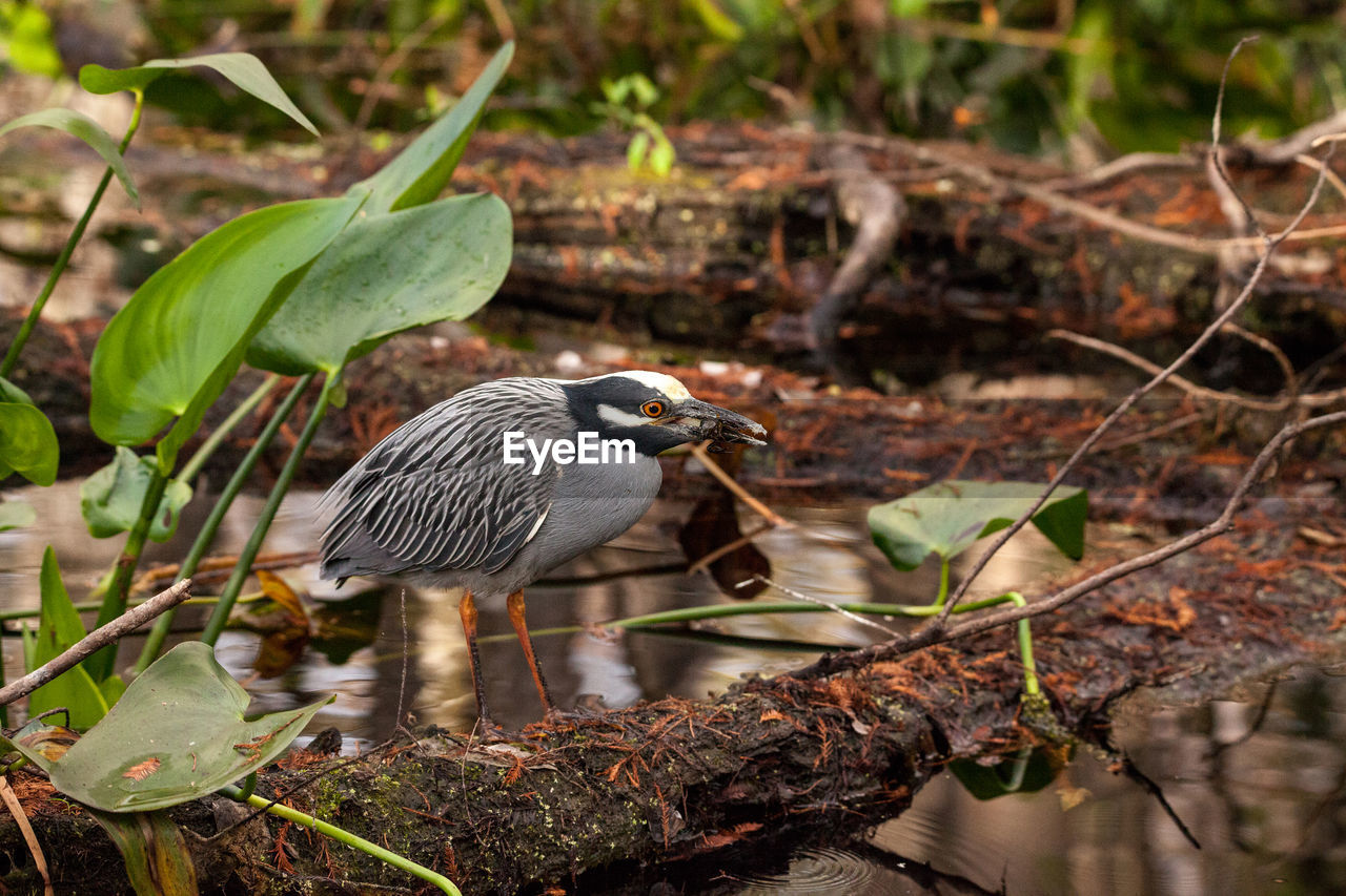 Black-crowned night heron shorebird nycticorax nycticorax with a crawfish i